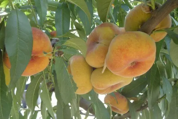 Fig peach: description + photo