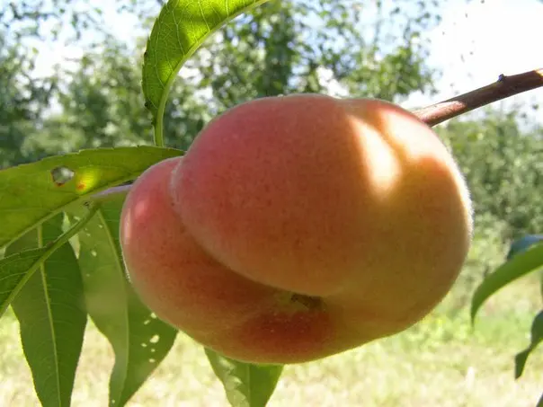 Fig peach: description + photo