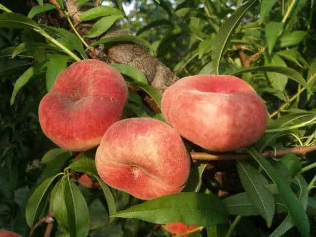 Fig peach: description + photo