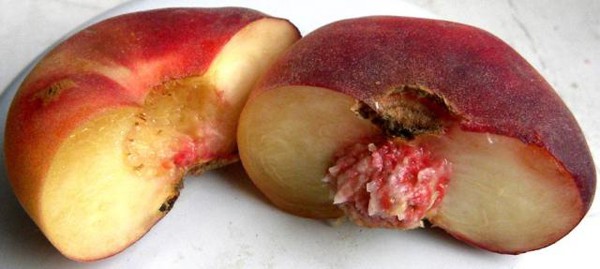 Fig peach varieties and cultivation