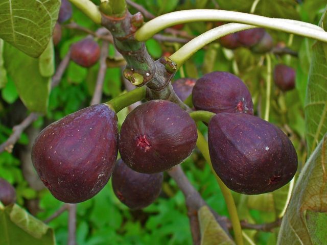 Fig Sabrucia