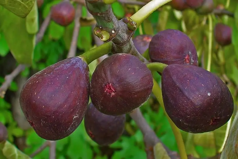 Fig varieties: the most popular types of favorite fruit