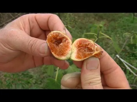 Fig varieties: the most popular types of favorite fruit