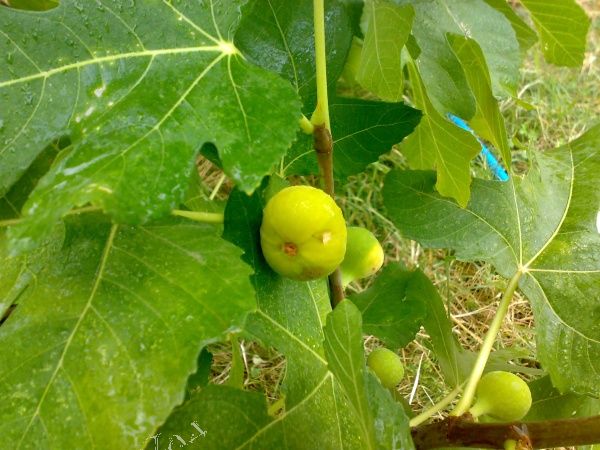 Fig varieties: the most popular types of favorite fruit