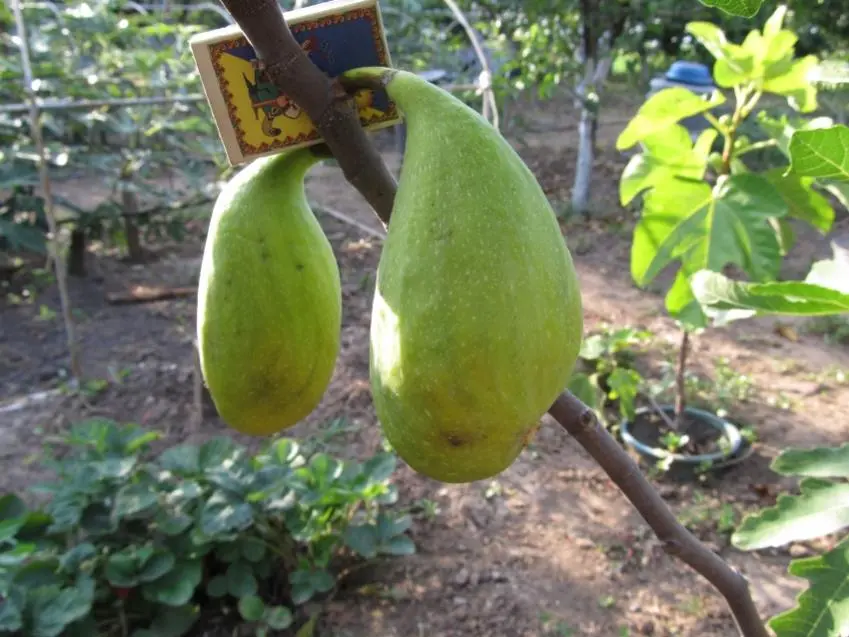 Fig varieties: the most popular types of favorite fruit