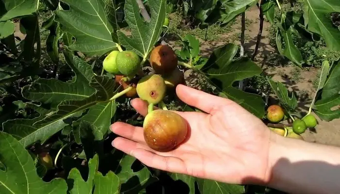 Fig varieties: the most popular types of favorite fruit