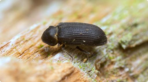 Fight against bark beetle on an apple tree