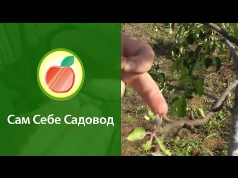 Fight against bark beetle on an apple tree