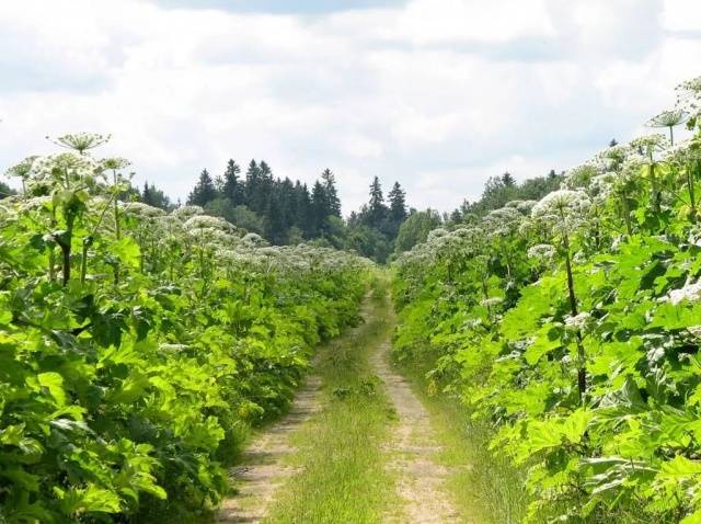 Fighting hogweed on the site: the best way