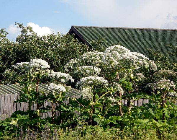 Fighting hogweed on the site: the best way