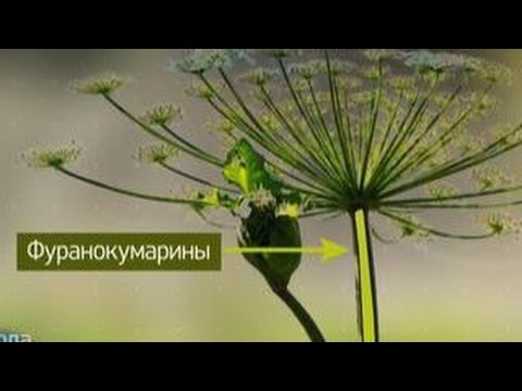 Fighting hogweed on the site: the best way