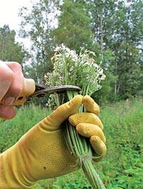 Fighting hogweed on the site: the best way