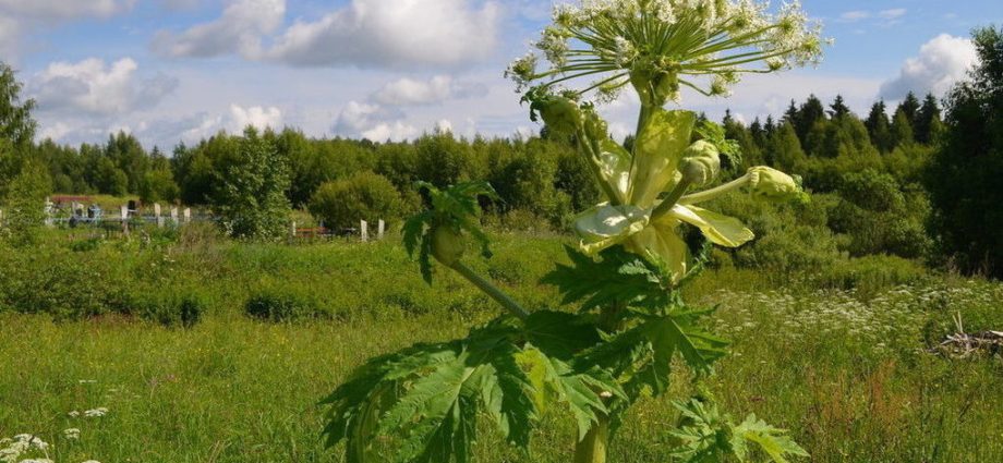 Fighting hogweed on the site: the best way