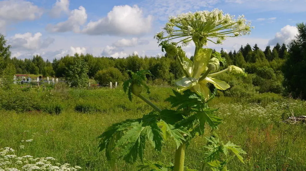 Fighting hogweed on the site: the best way