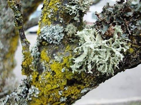 Fighting moss and lichen on fruit trees