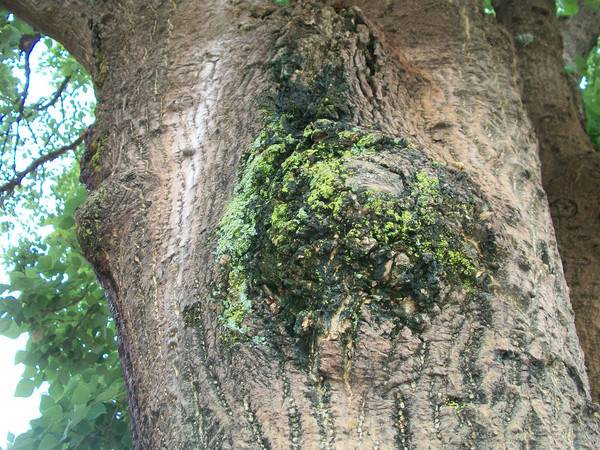 Fighting moss and lichen on fruit trees