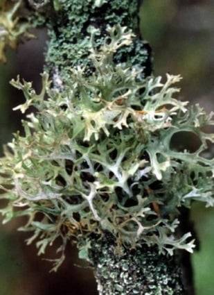 Fighting moss and lichen on fruit trees