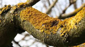 Fighting moss and lichen on fruit trees