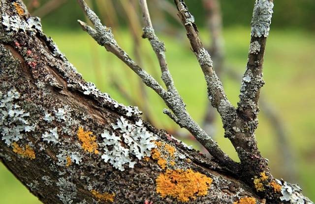 Fighting moss and lichen on fruit trees