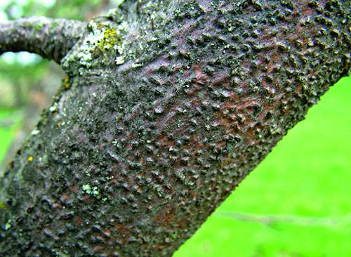 Fighting moss and lichen on fruit trees