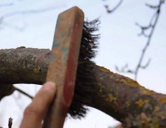 Fighting moss and lichen on fruit trees