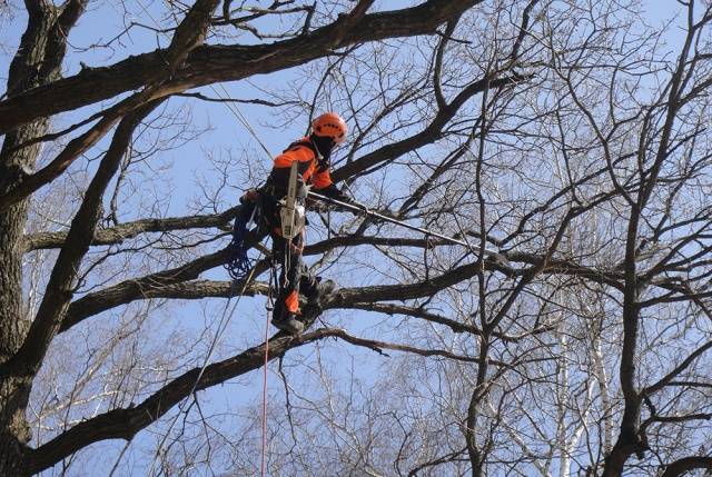 Fighting moss and lichen on fruit trees