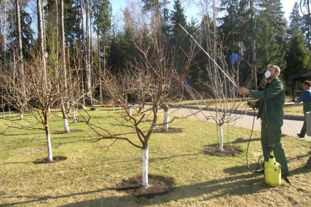 Fighting moss and lichen on fruit trees