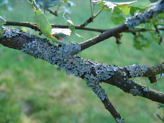 Fighting moss and lichen on fruit trees