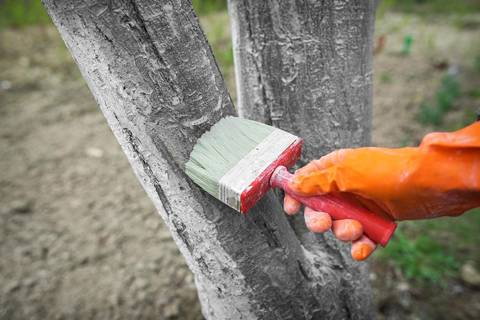 Fighting moss and lichen on fruit trees