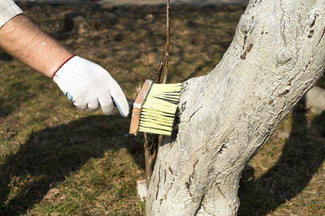 Fighting moss and lichen on fruit trees