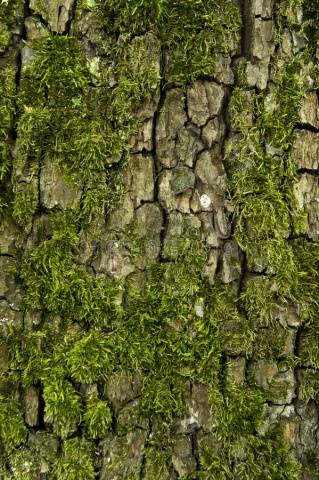 Fighting moss and lichen on fruit trees