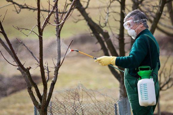 Fighting moss and lichen on fruit trees