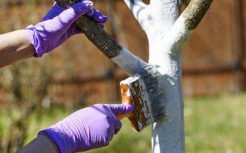 Fighting moss and lichen on fruit trees