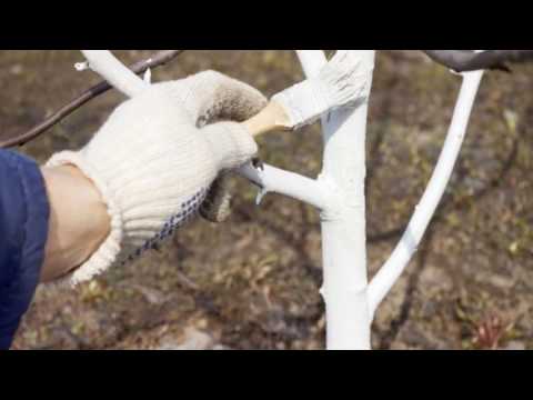 Fighting moss and lichen on fruit trees