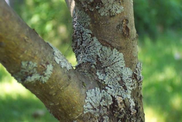 Fighting moss and lichen on fruit trees