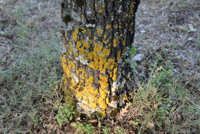 Fighting moss and lichen on fruit trees