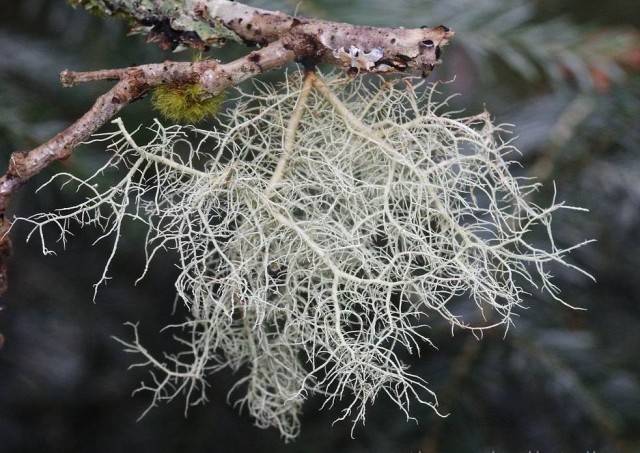 Fighting moss and lichen on fruit trees