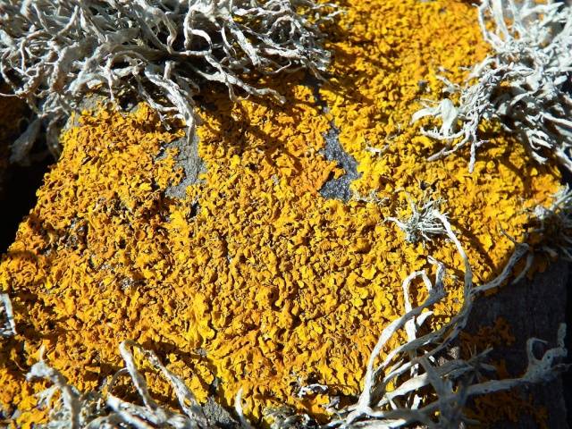 Fighting moss and lichen on fruit trees