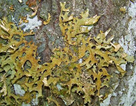 Fighting moss and lichen on fruit trees