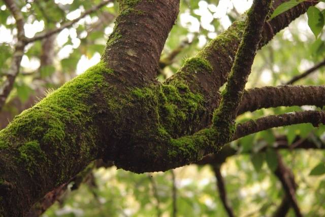 Fighting moss and lichen on fruit trees