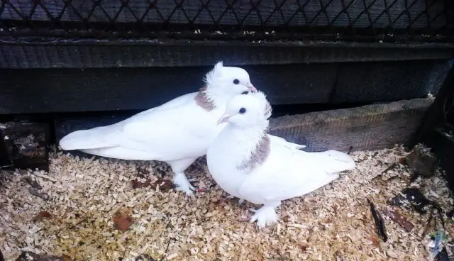 Fighting pigeons: video, photos, breeds