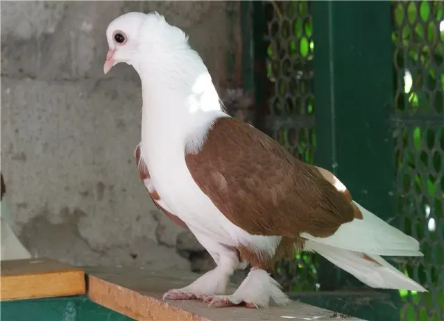 Fighting pigeons: video, photos, breeds