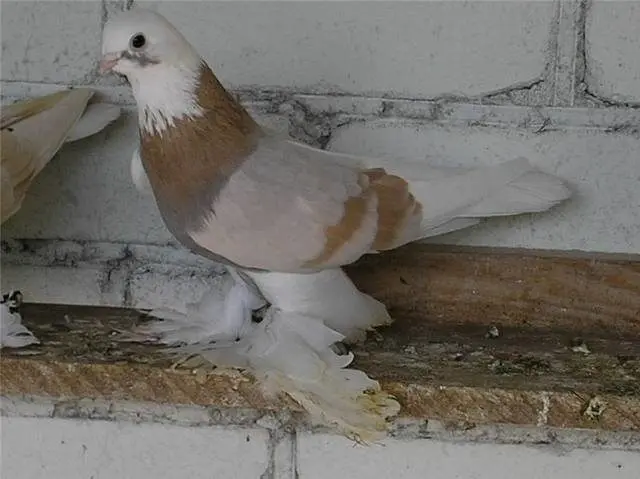 Fighting pigeons: video, photos, breeds