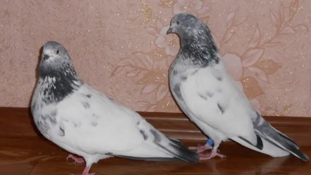 Fighting pigeons: video, photos, breeds