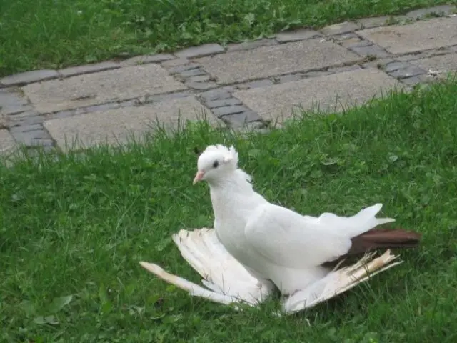 Fighting pigeons: video, photos, breeds