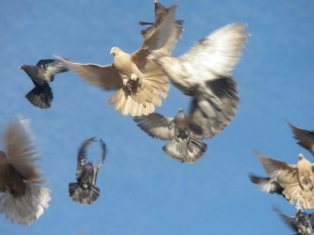 Fighting pigeons: video, photos, breeds