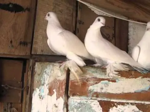 Fighting pigeons: video, photos, breeds