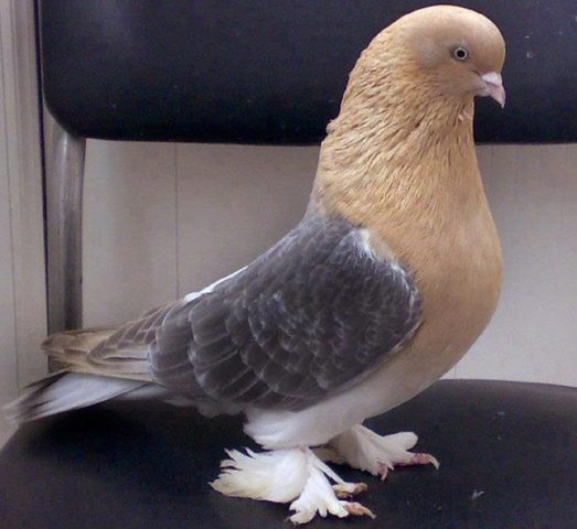 Fighting pigeons: video, photos, breeds