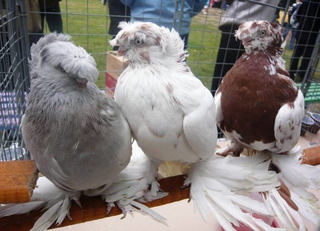 Fighting pigeons: video, photos, breeds