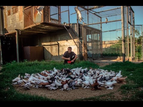 Fighting pigeons: video, photos, breeds